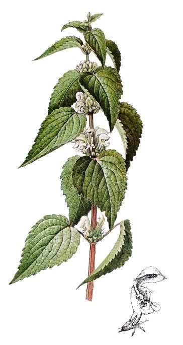 Lamier blanc - Plante à fleurs blanches